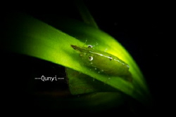 Shot in Anilao, Philippines. A green shrimp on a green gr... by Qunyi Zhang 